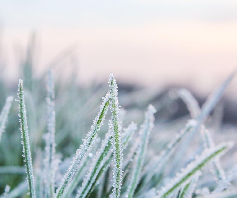 How to Protect Your Lawn from the Cold Weather - Ritchie Feed & Seed Inc.